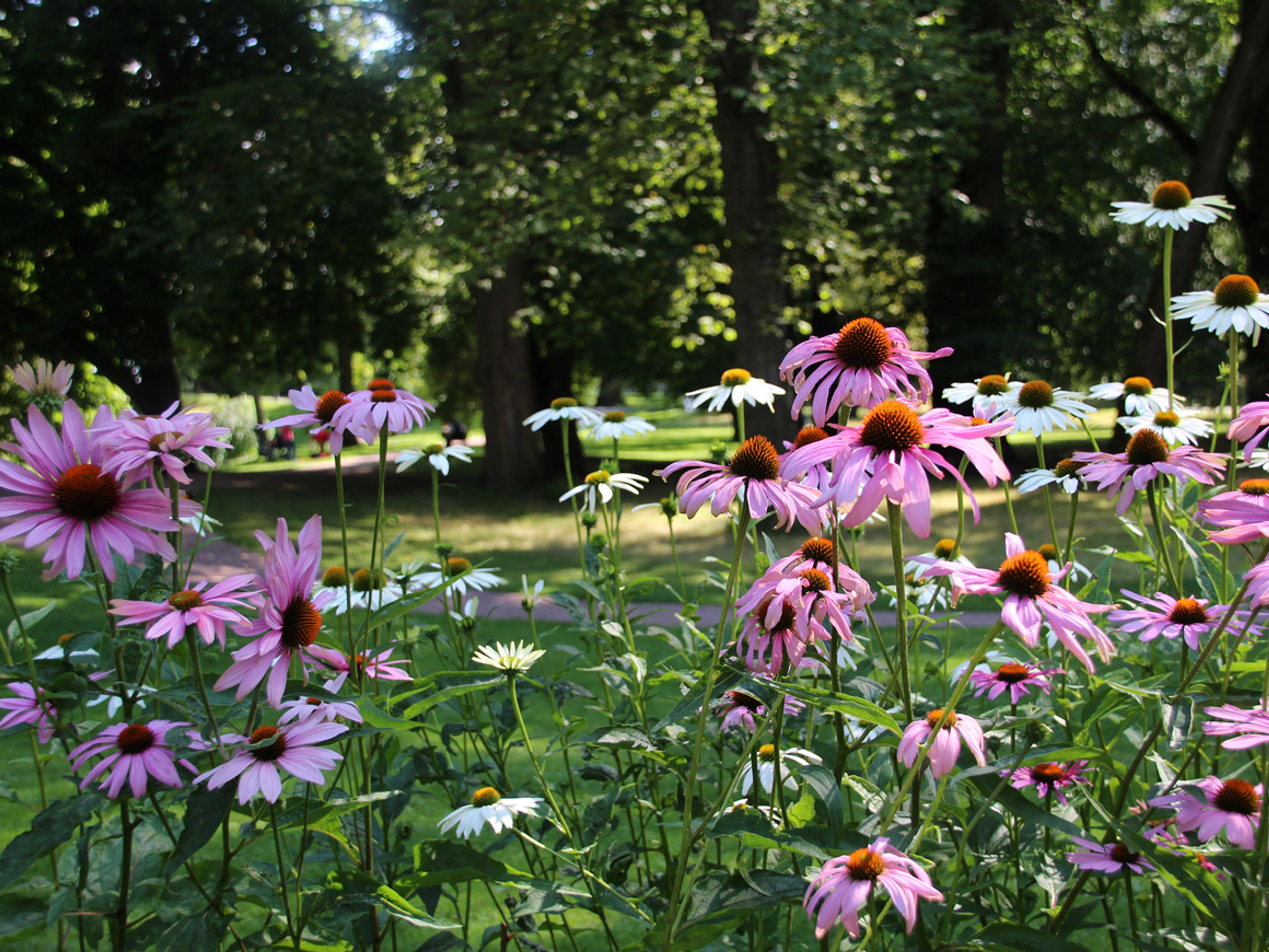 Et mylder av rosa og hvite solhatt.