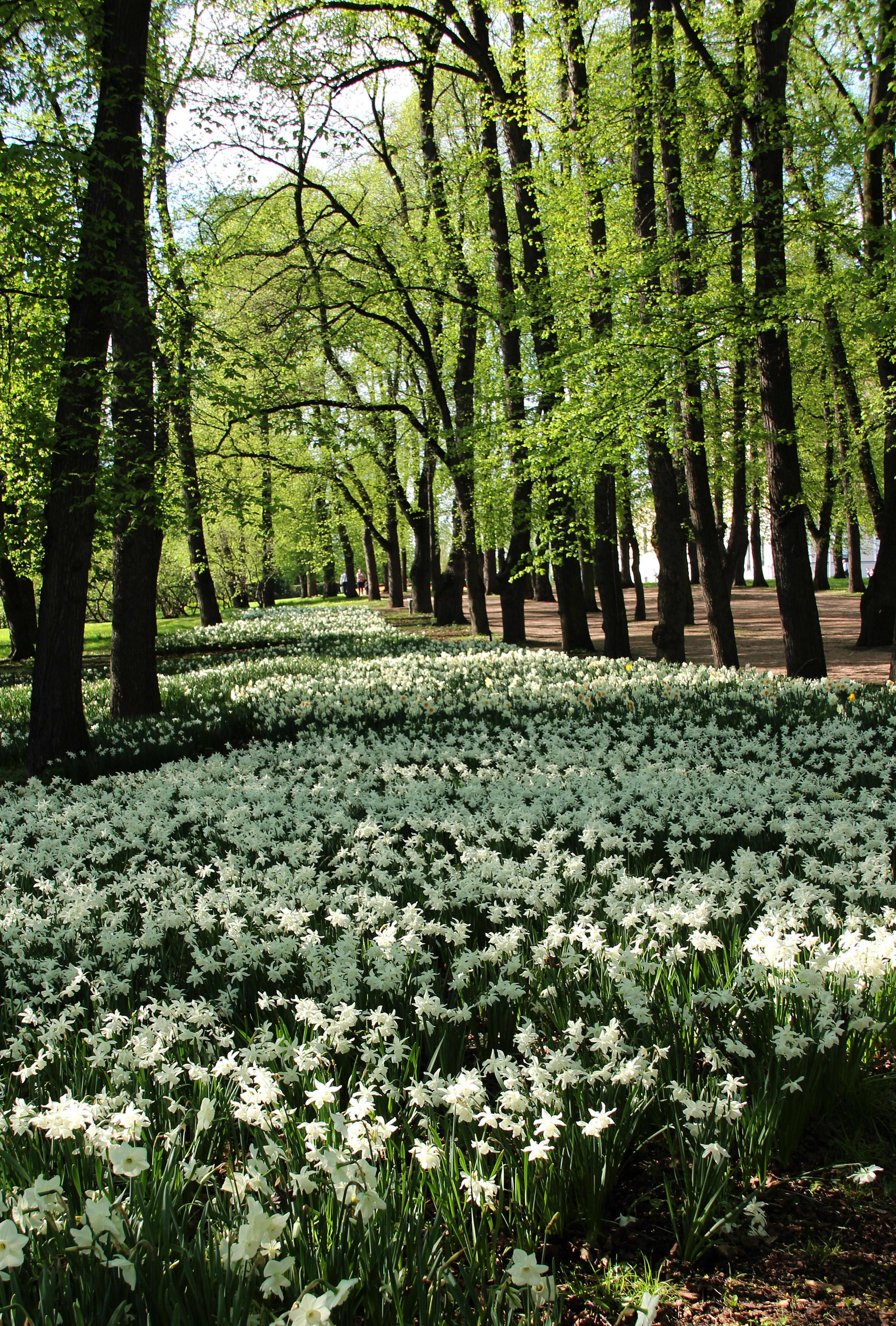Hvite narcisser danner nærmest en elv mellom trærne nedover bakken mellom trærne.