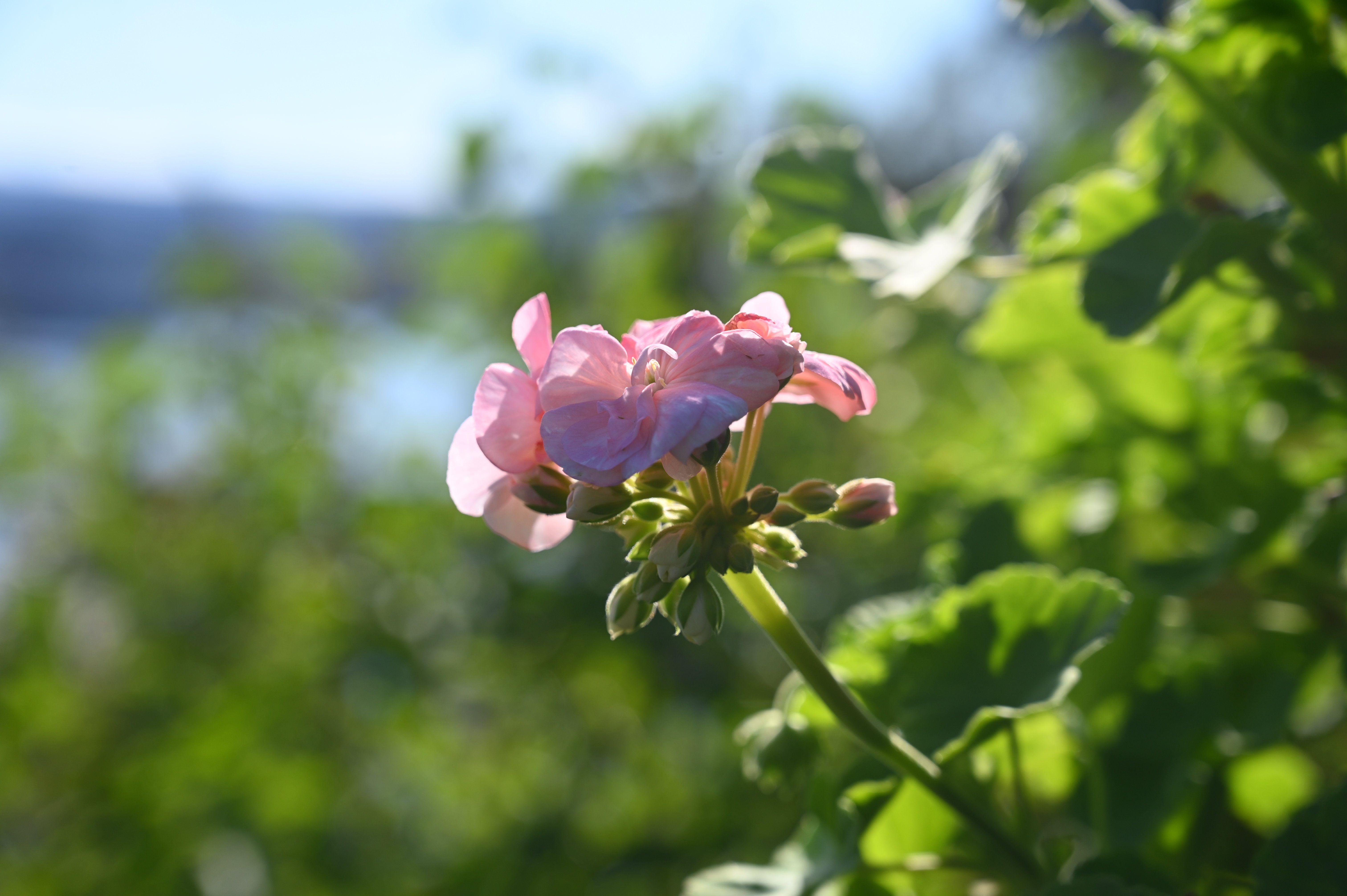 Rosa pelargonia i blomst