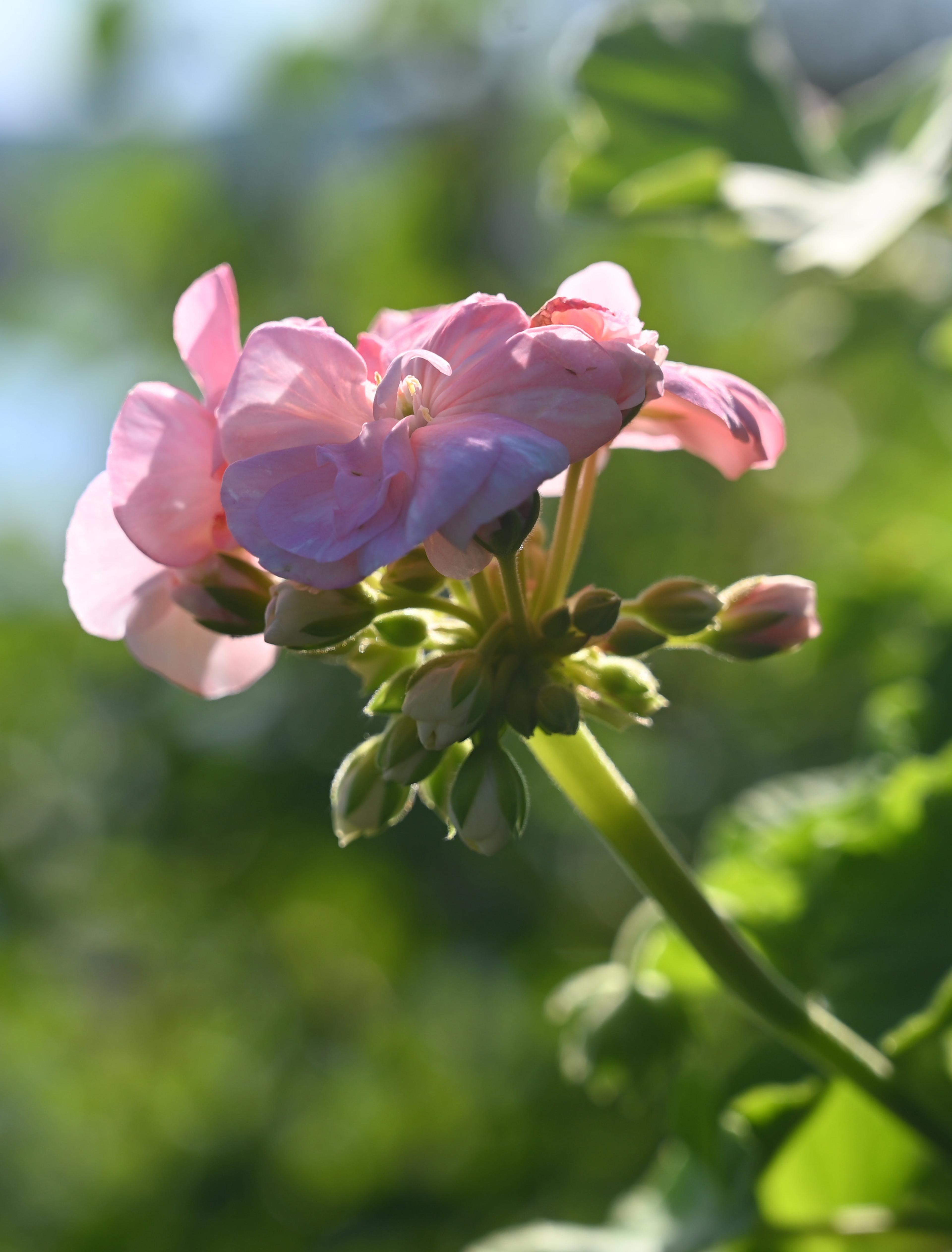 Rosa pelargonia i blomst