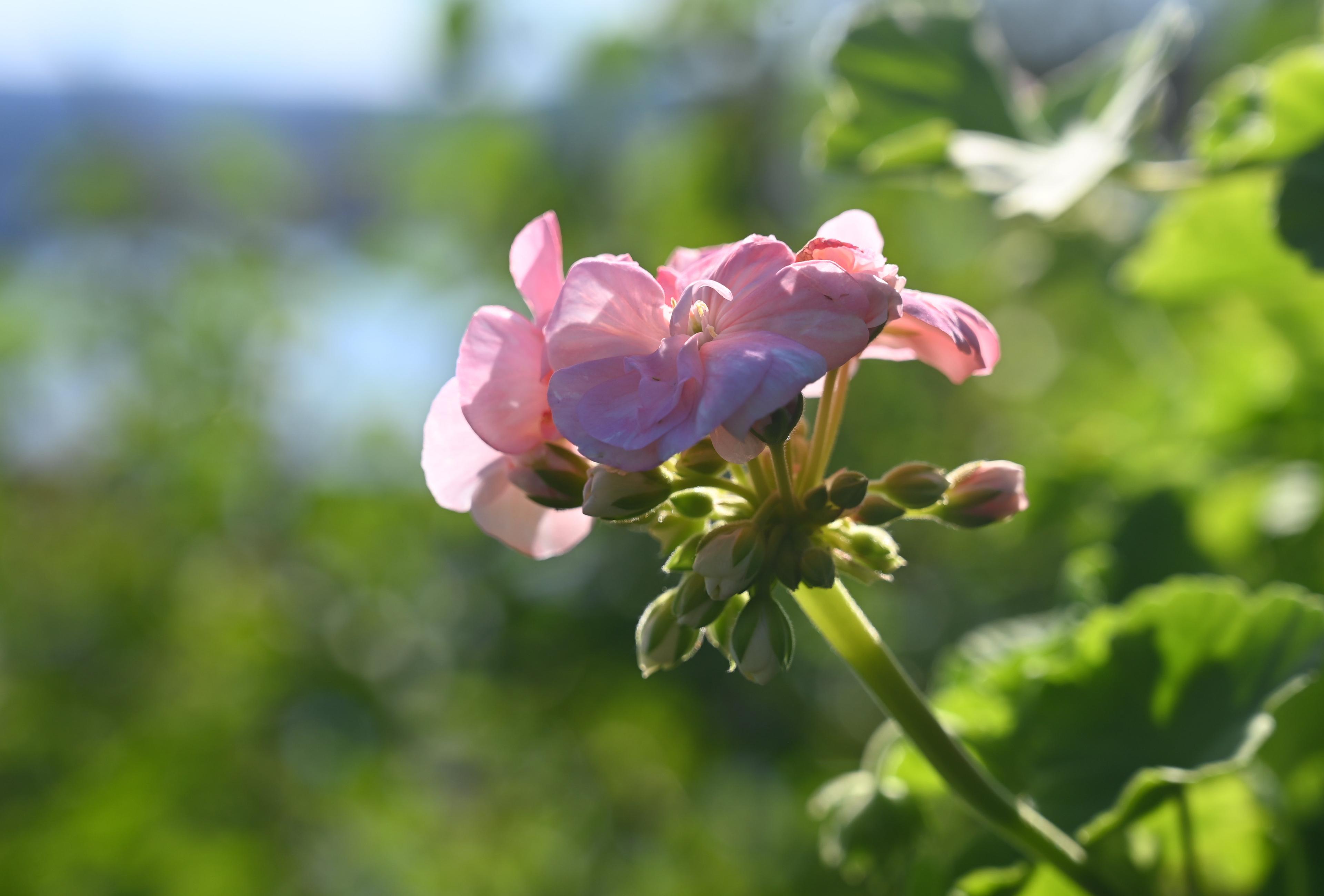 Rosa pelargonia i blomst