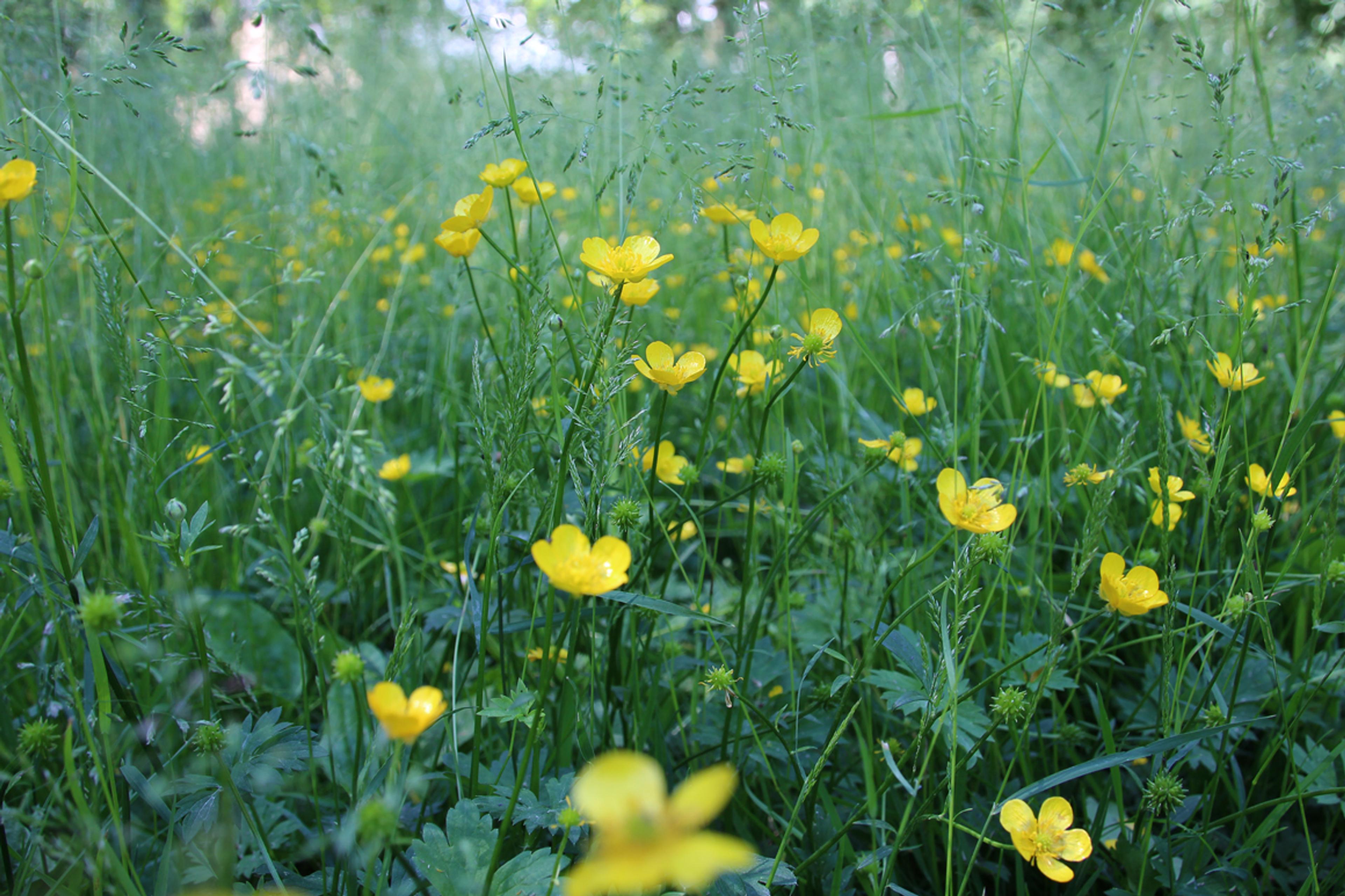 Nærbilde av område med gule engsoleier.