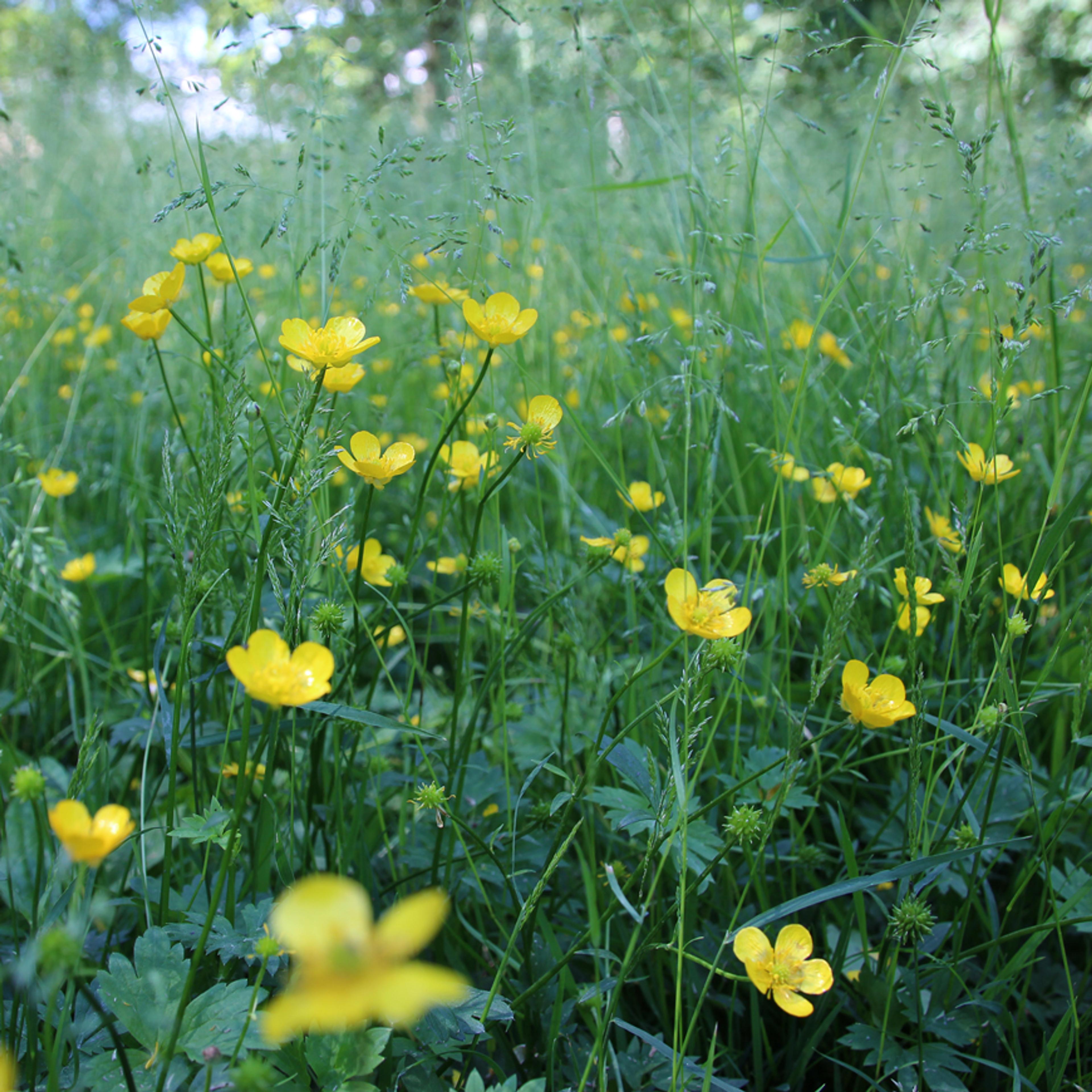 Nærbilde av område med gule engsoleier.