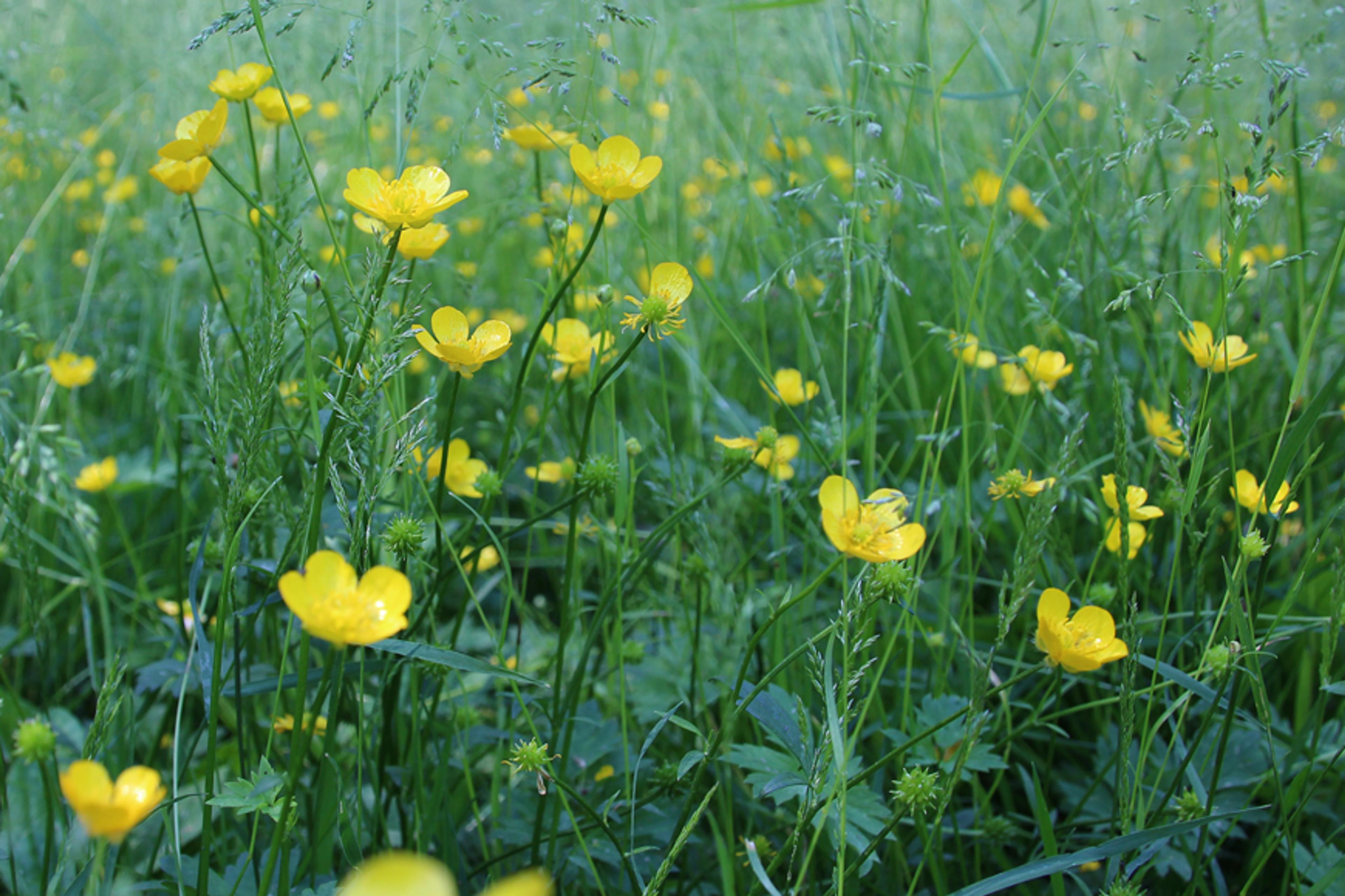 Nærbilde av område med gule engsoleier.