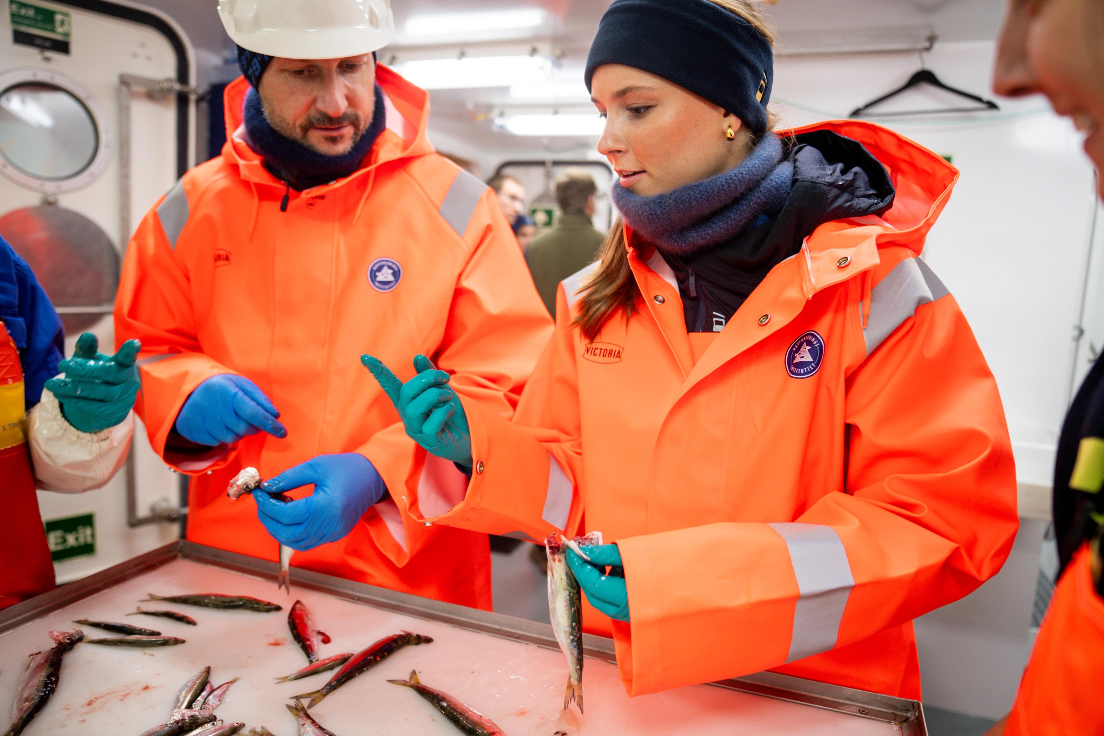 Kronprins Haakon og Prinsesse Ingrid Alexandra iført oransje oljehyre mens de inspiserer brisling.
