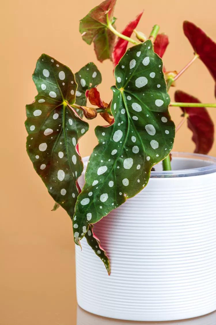 Polka Dot Begonia