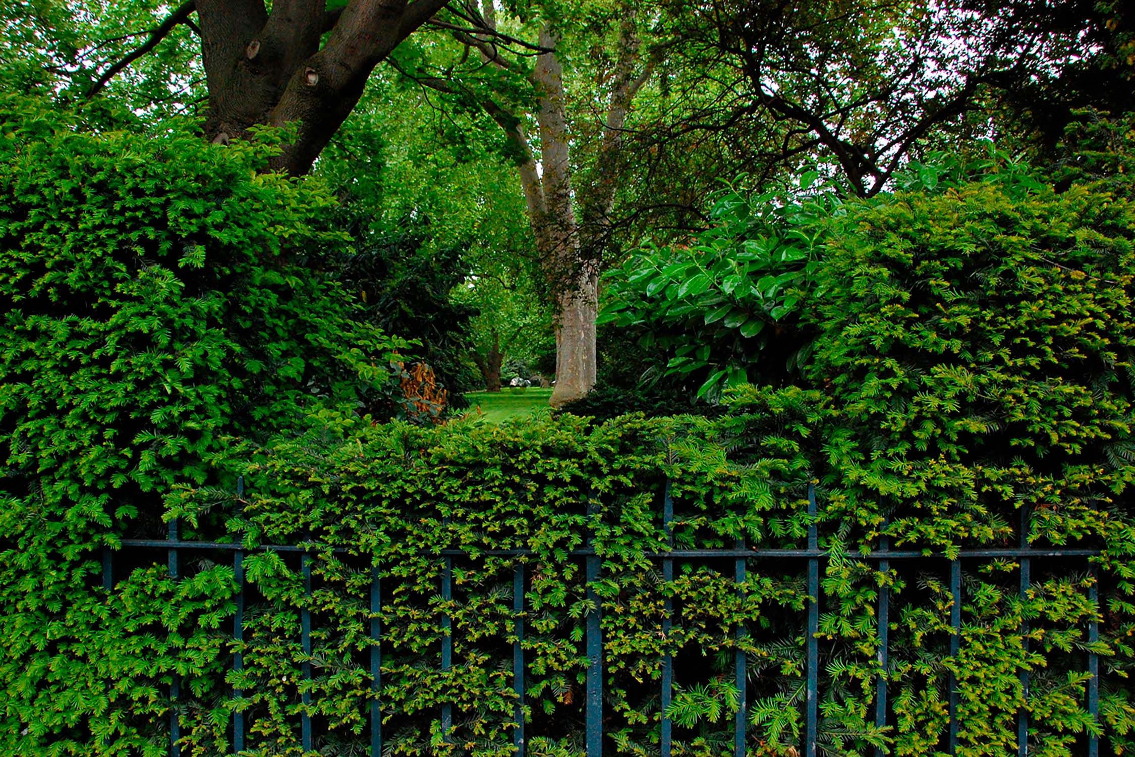 A view into a fenced garden square looking towards a mature tree.