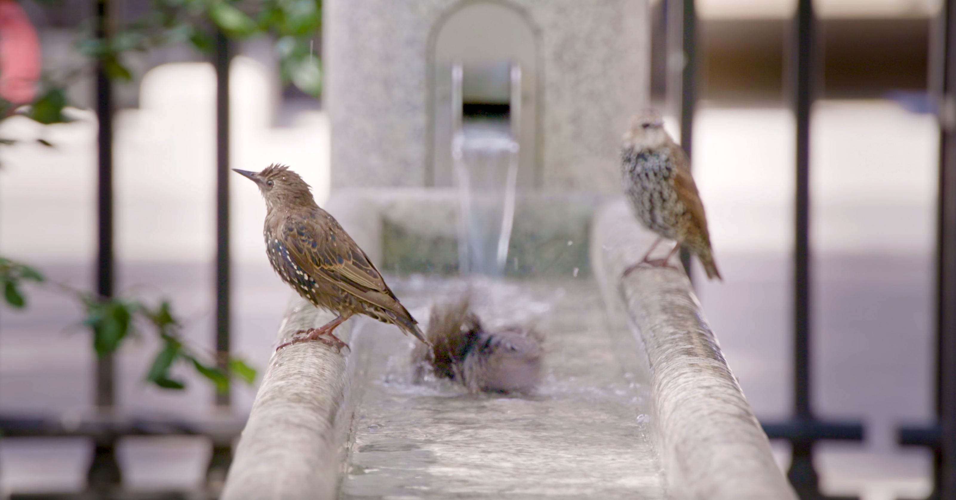 Close up of three birds sitting on a water bath with one washing itself.