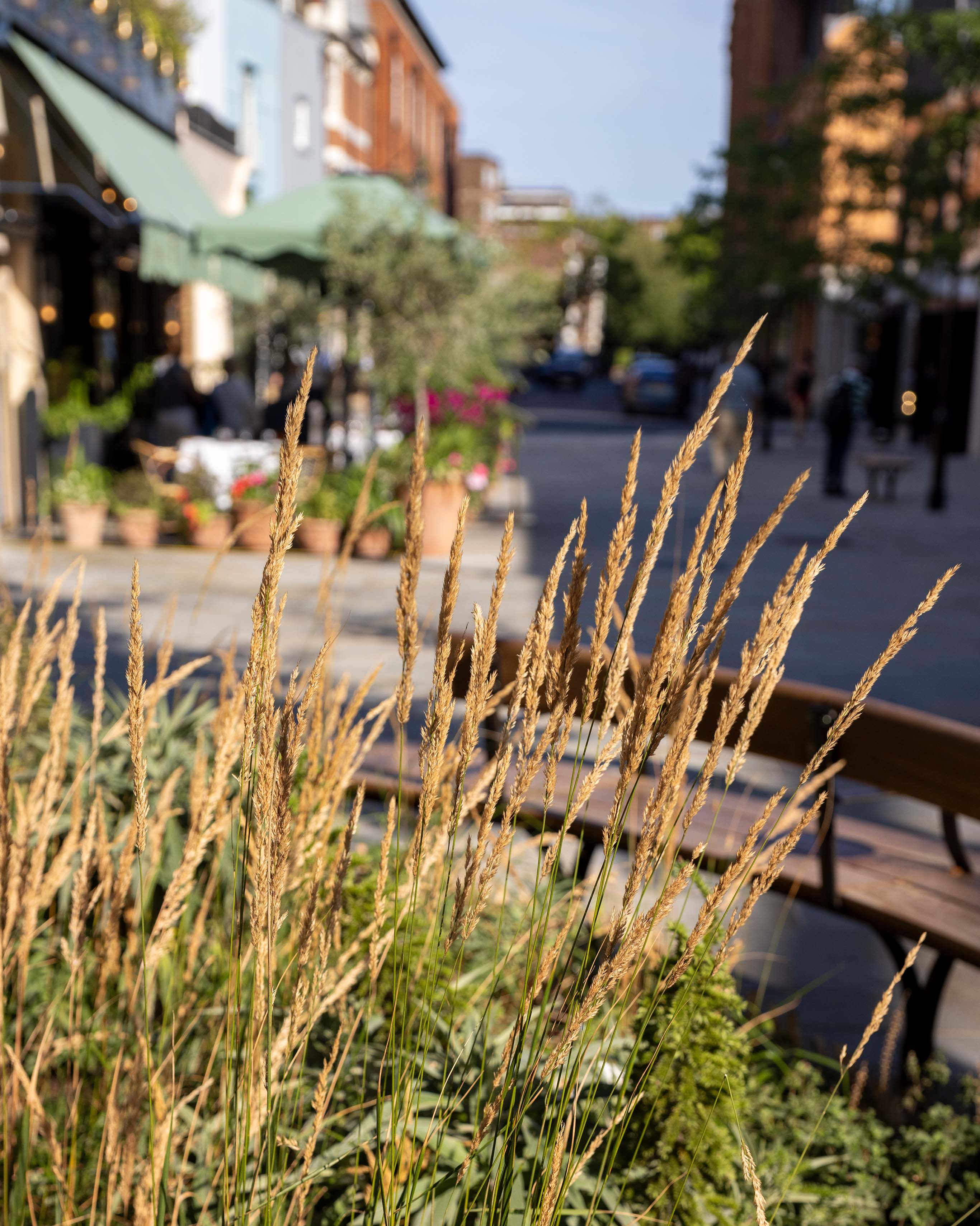 Close up photo of some grass in a plant bed on a road.