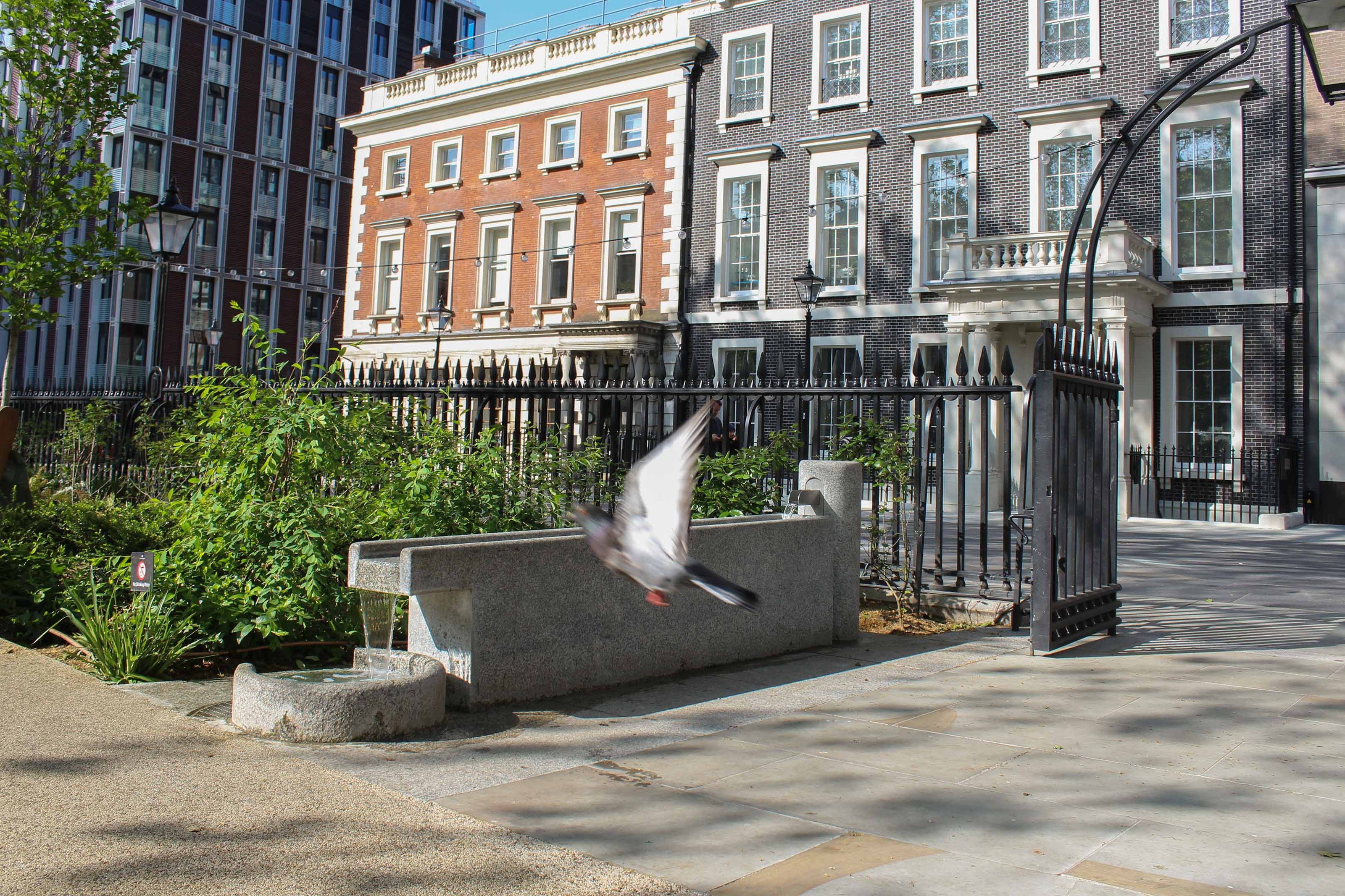 Photo of park entrance with backdrop of buildings, a bird bath and a pigeon mid-flight.