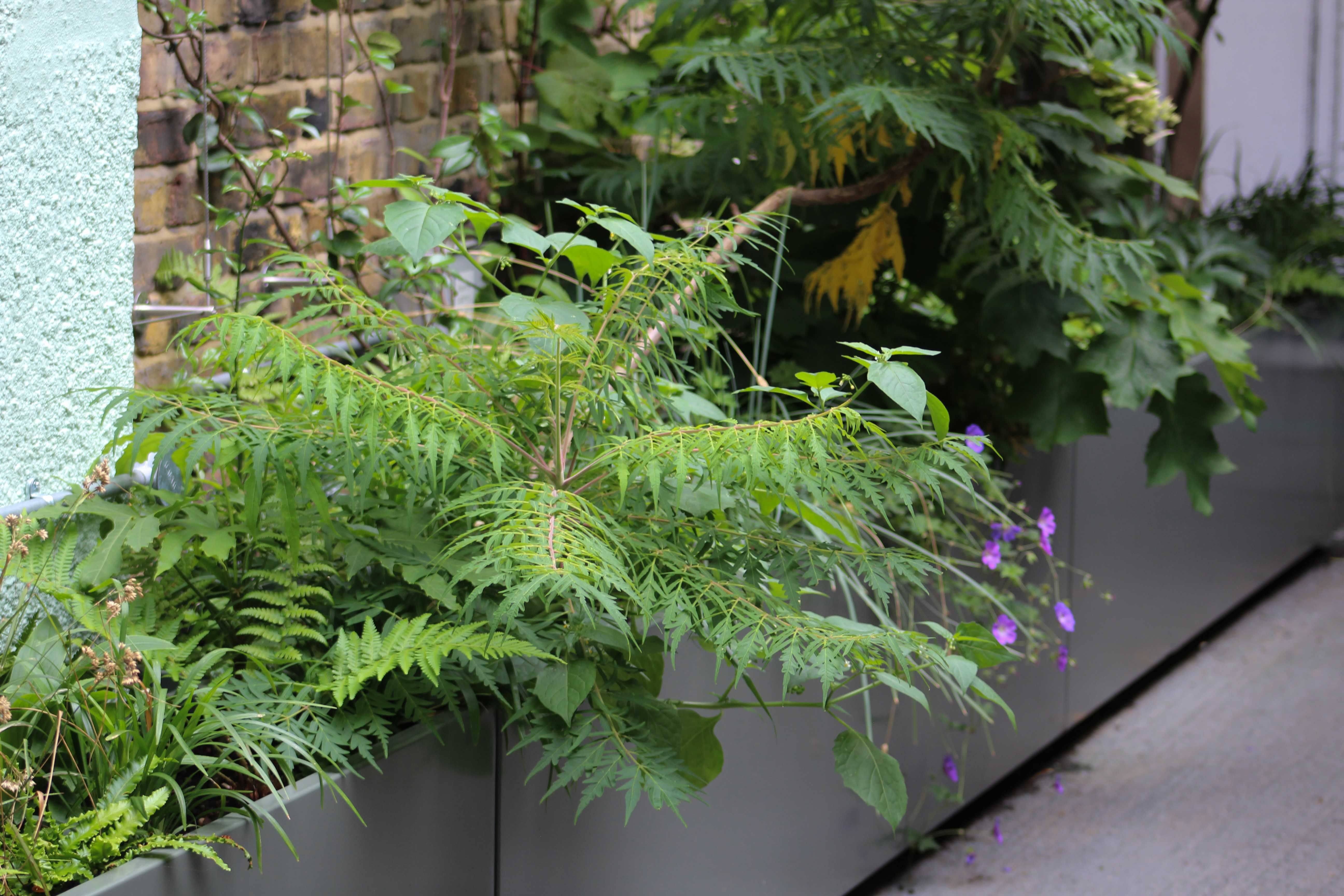 Photograph of planting in metal planters.