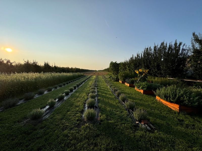 ziołowy zakątek o poranku