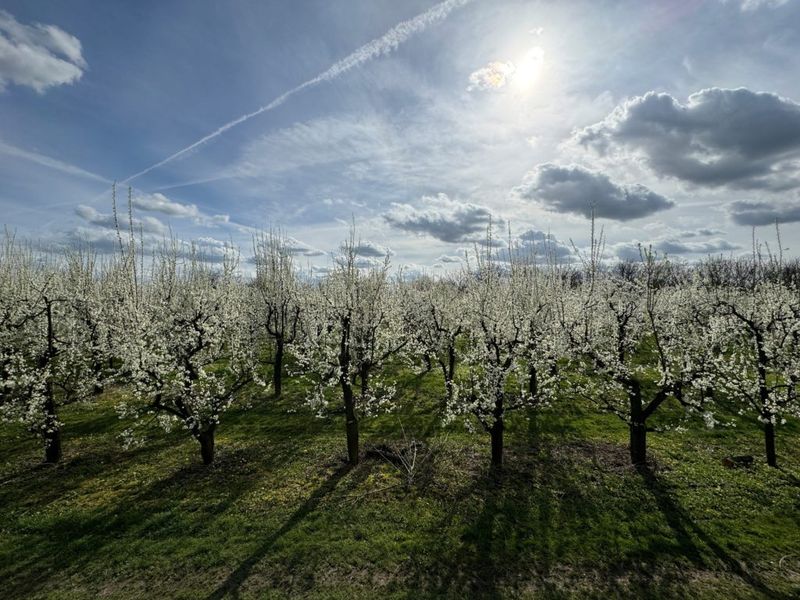 kwitnący sad śliwkowy