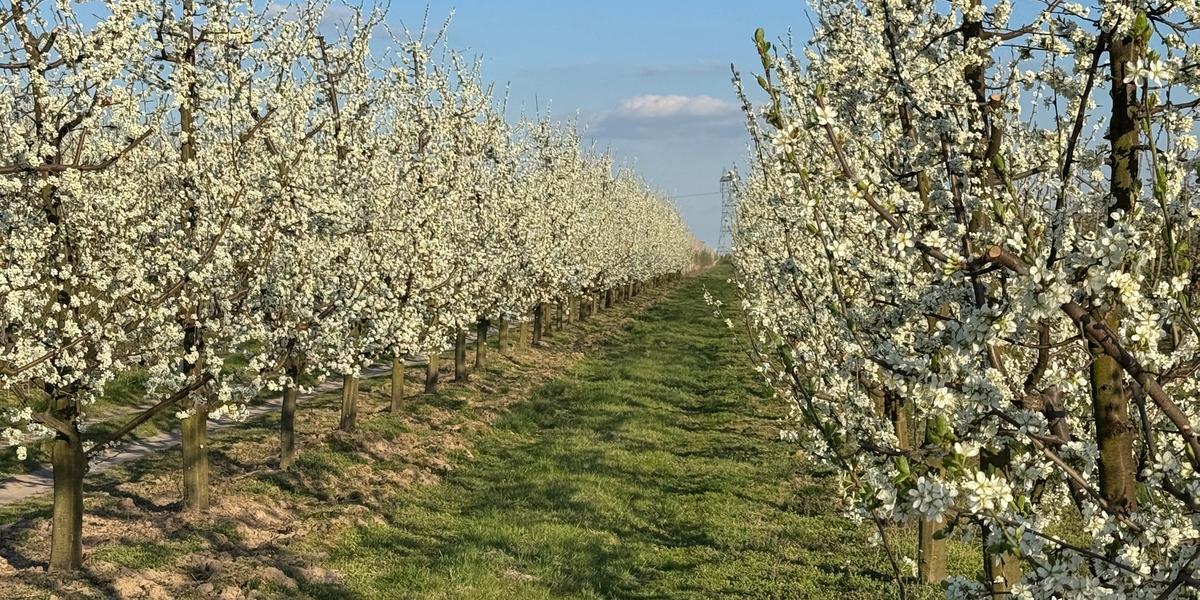 Wiosna w sadzie - dziecko plus rodzic