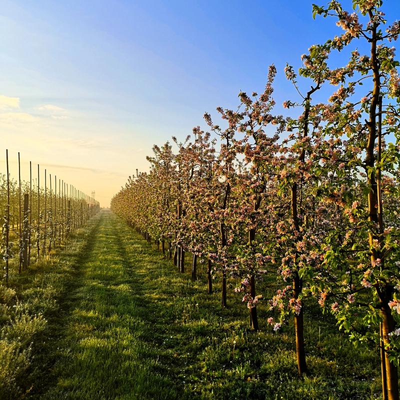 kwitnące drzewa jabłoni