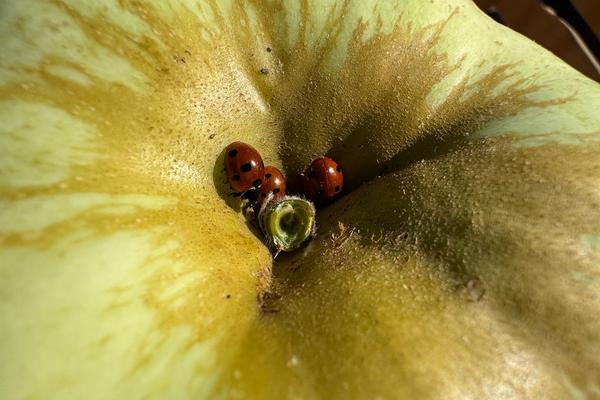 W poszukiwaniu owadów pożytecznych