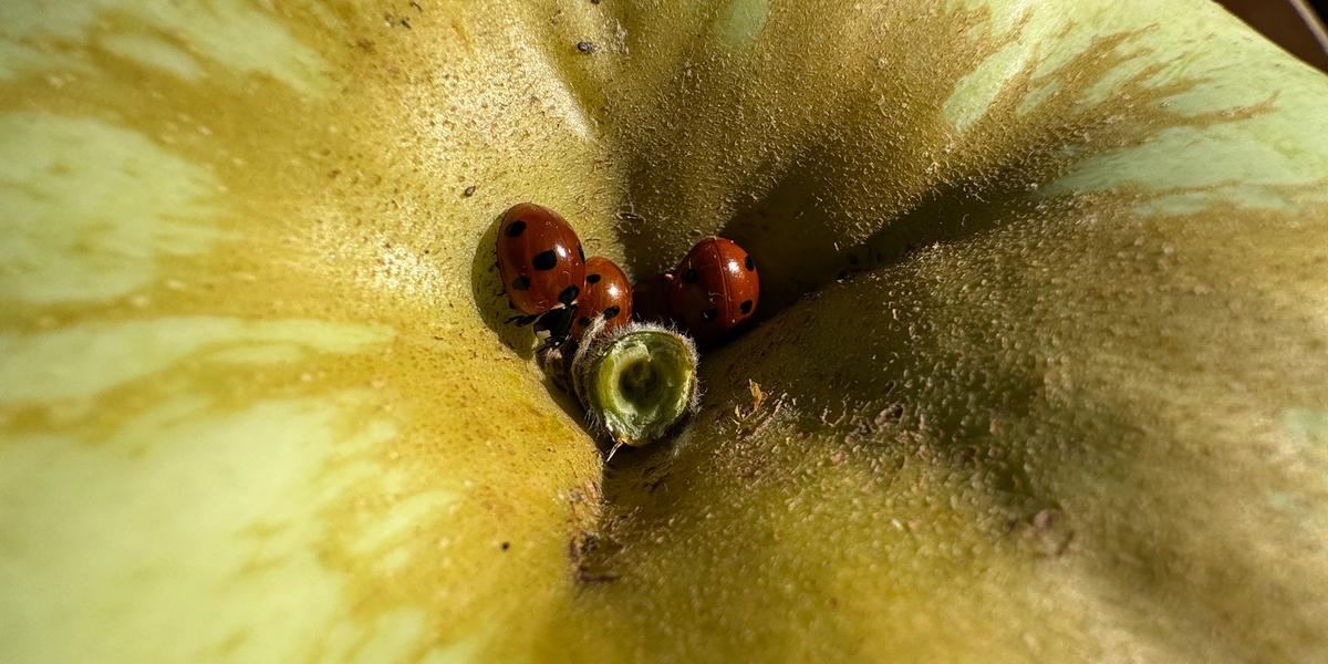 W poszukiwaniu owadów pożytecznych