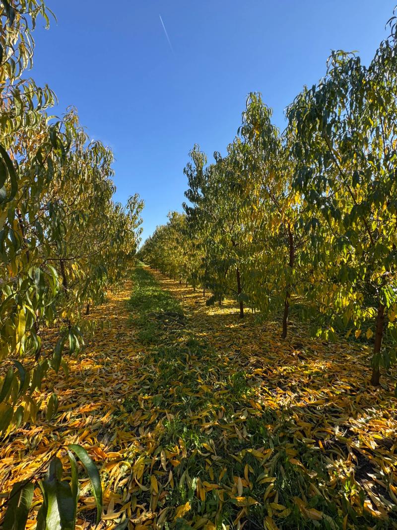 drzewa brzoskwiń jesienią