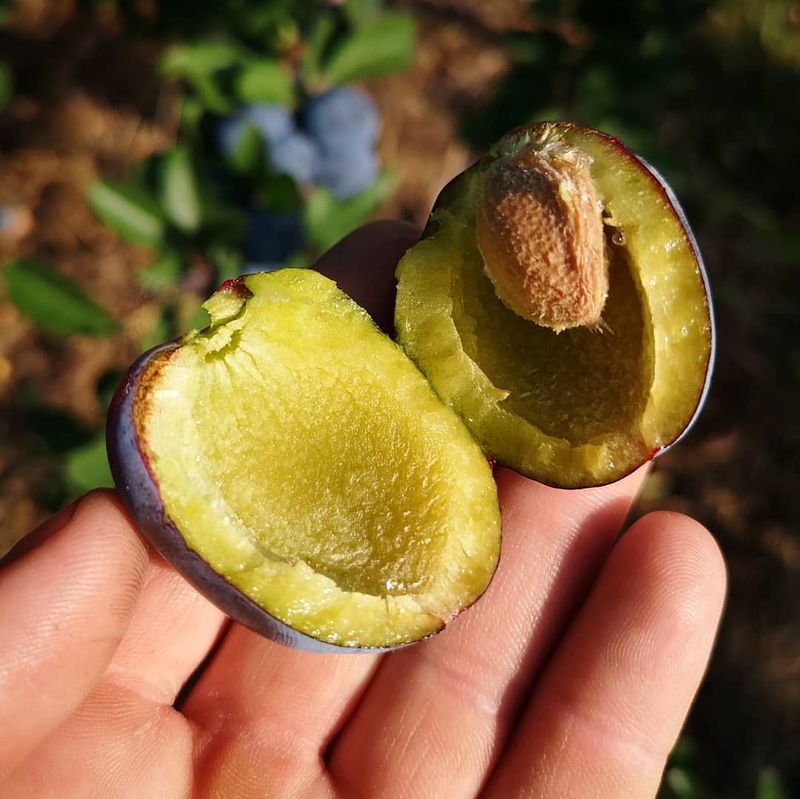 pyszna i zdrowa śliwka