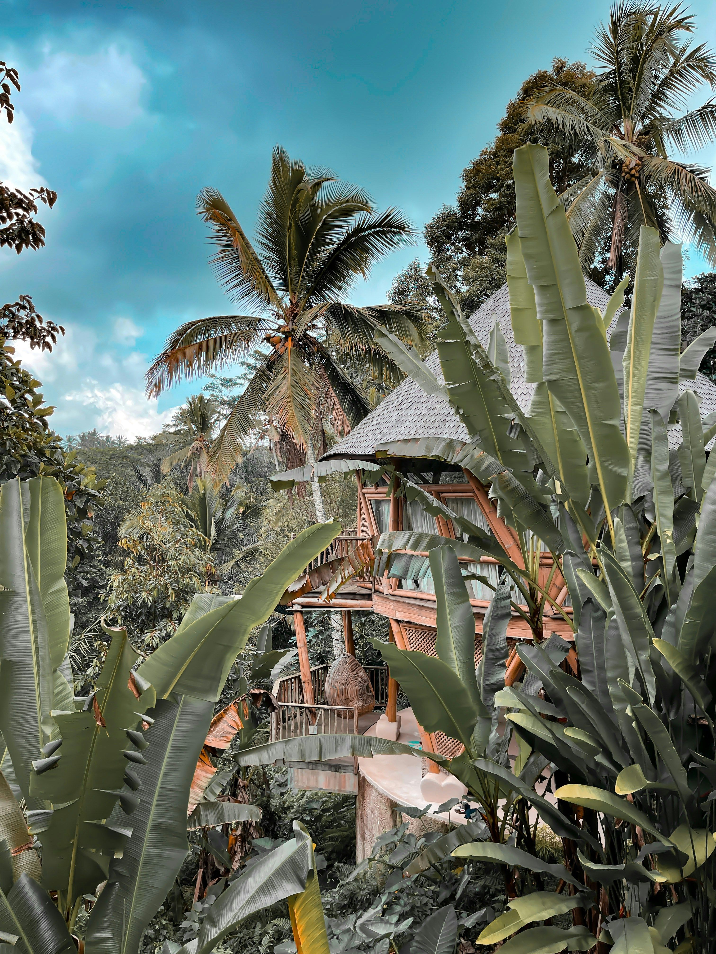 jungle