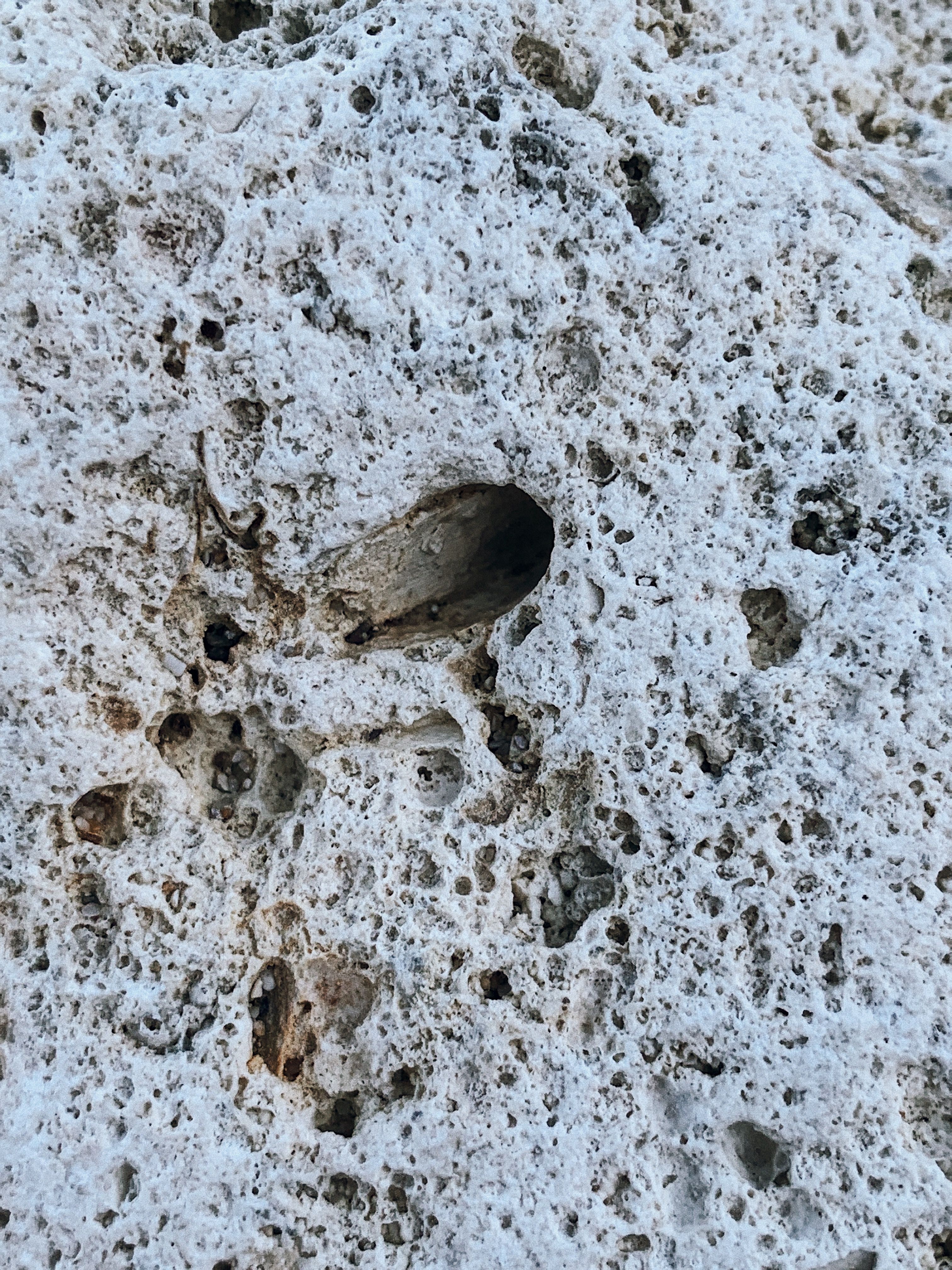 Coral ragstone