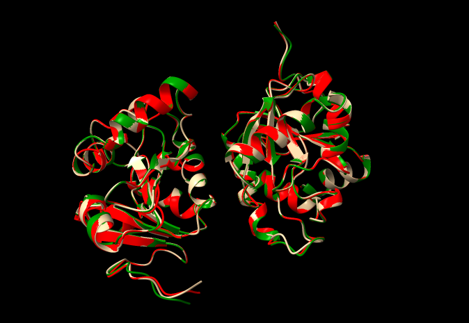 Three overlaid protein structure models shown in red, green, and white