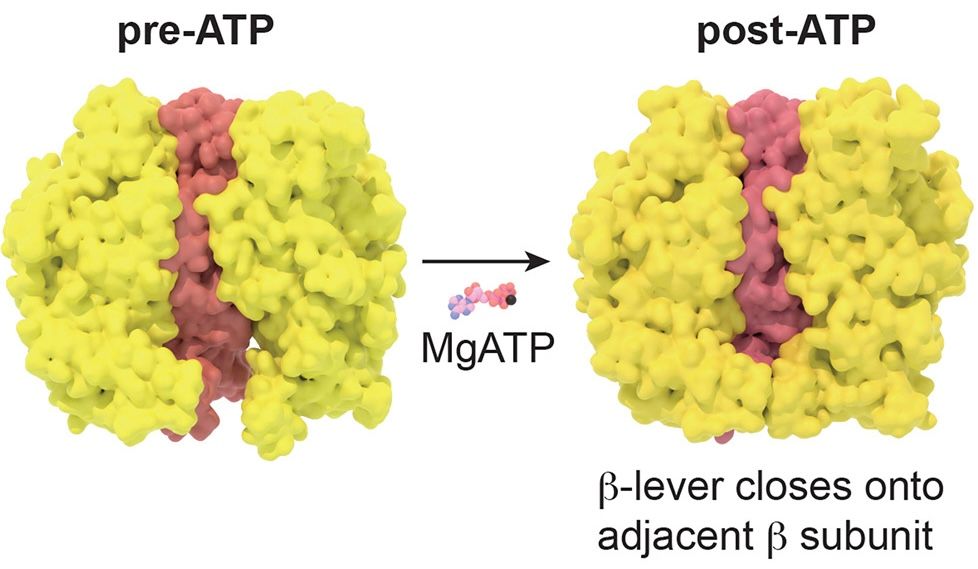 ATPase changes from pre-ATP to post-ATP as β-lever closes onto adjacent β subunit