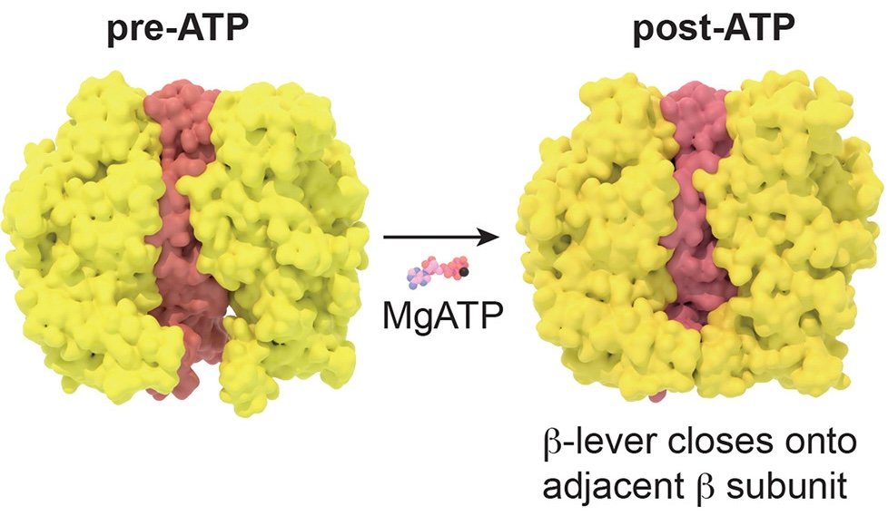 ATPase changes from pre-ATP to post-ATP as β-lever closes onto adjacent β subunit