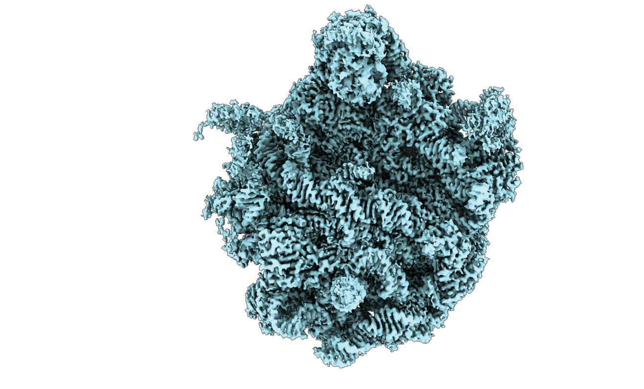 Three-dimensional molecular structure of a complex protein