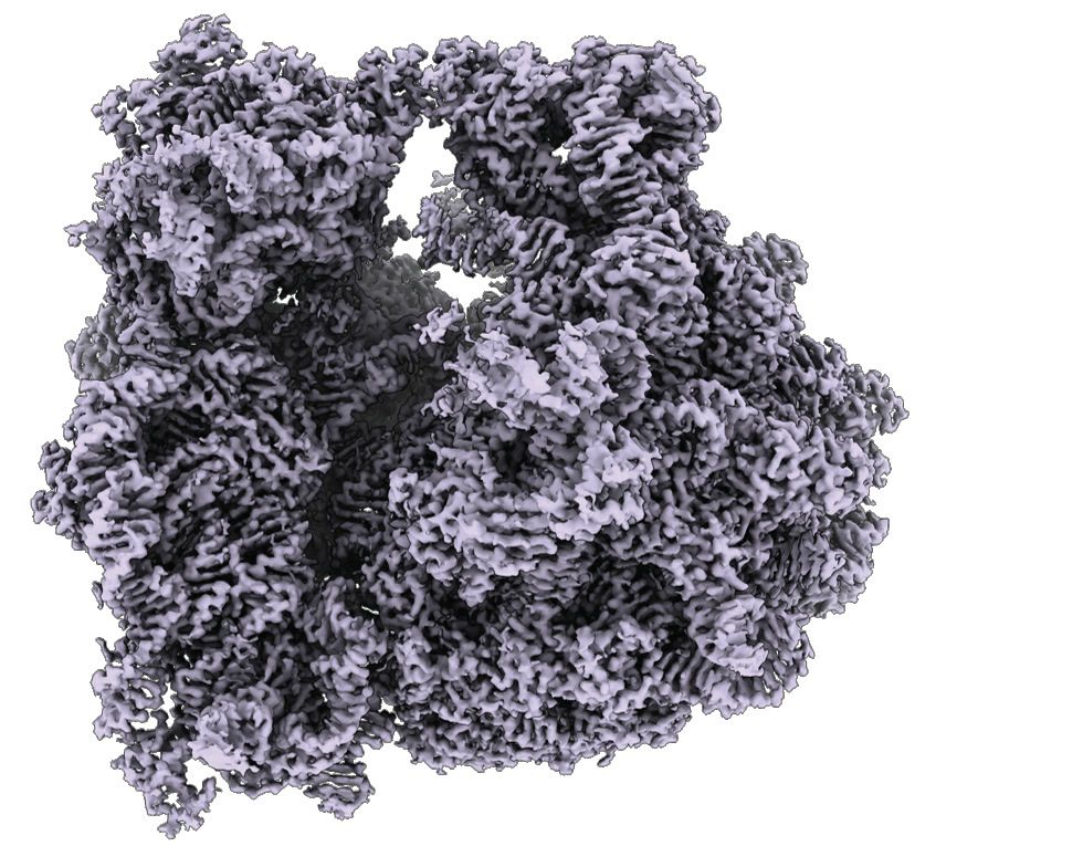 Three-dimensional molecular structure of a large protein complex