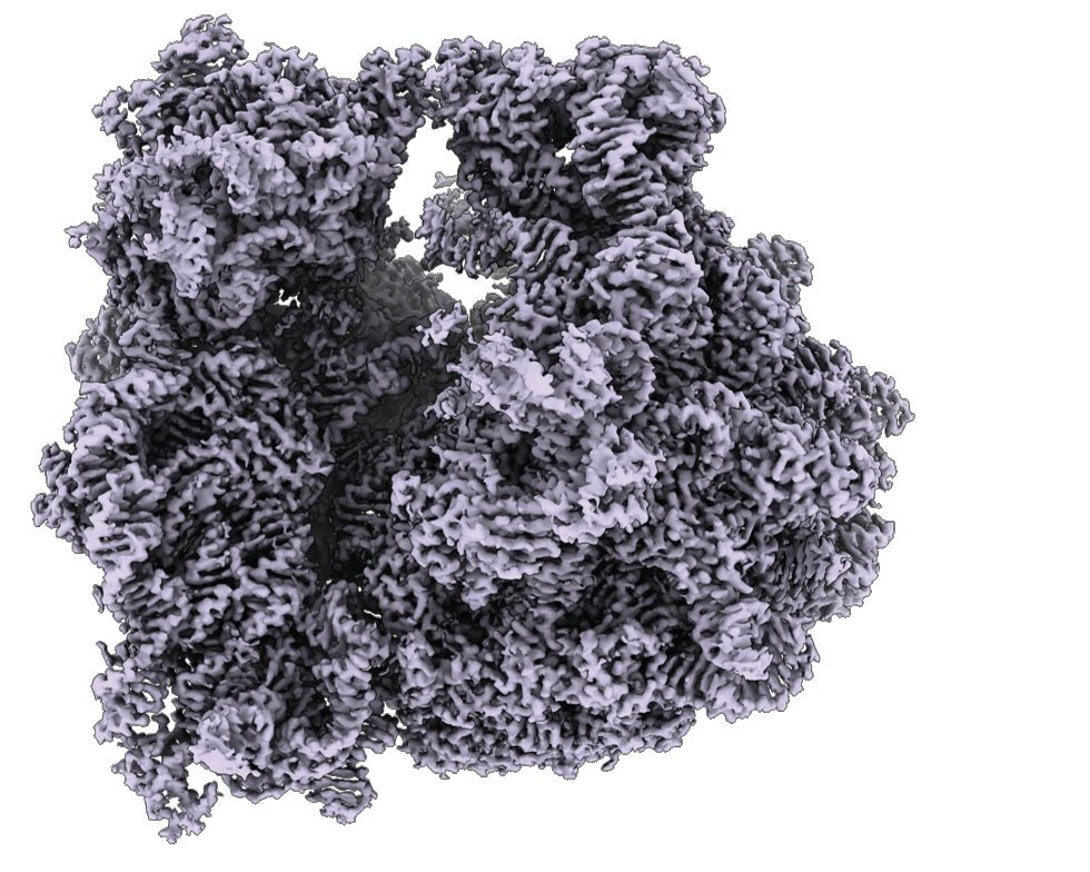 Three-dimensional molecular structure of a large protein complex