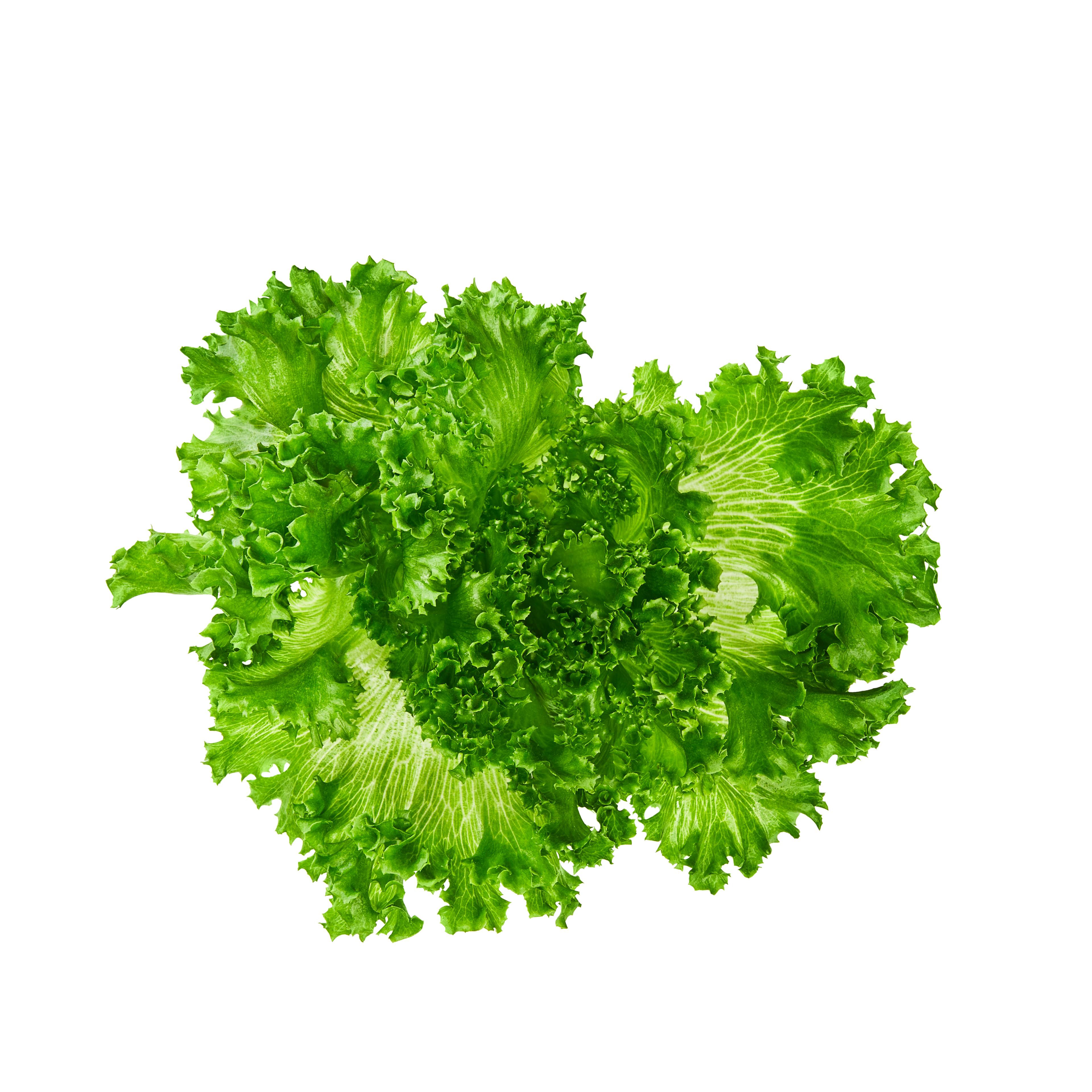 Crystal lettuce