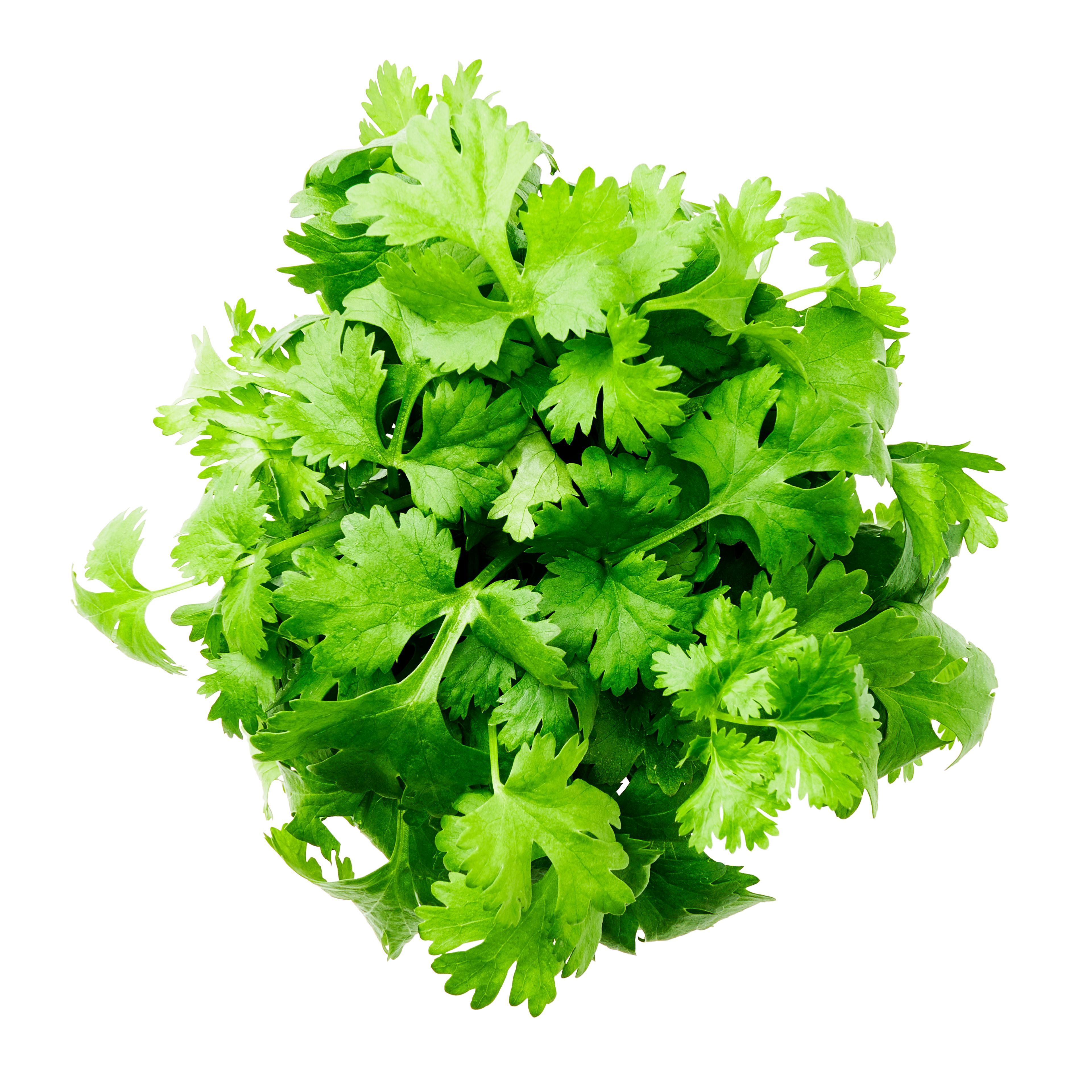 Coriander