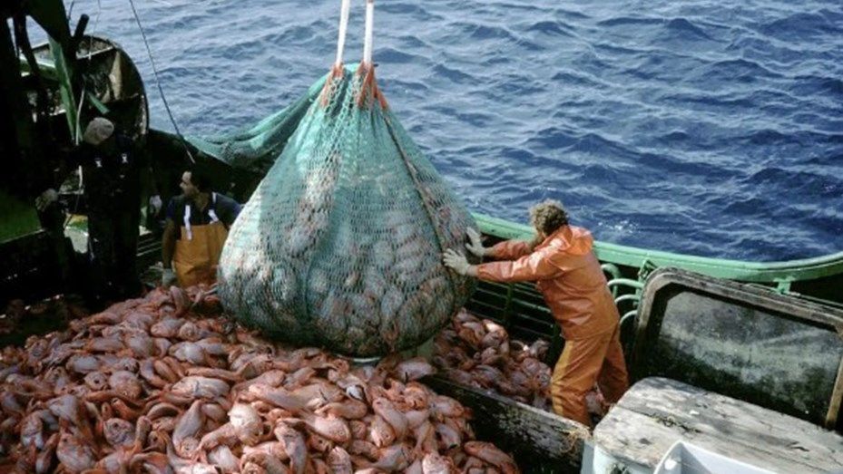 Argentina rompió el récord de capturas de calamar y se posiciona fuerte a nivel mundial
