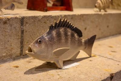 第8回 大島晴男 陶魚展（大島晴男） 作品 7