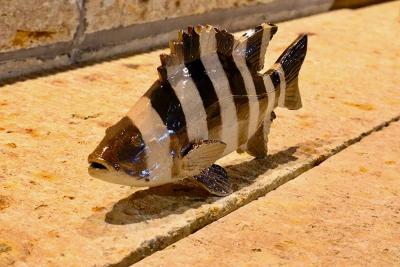 第6回 大島晴男 陶魚展（大島晴男） 作品 5