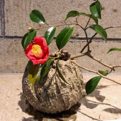 椿の器考 作品・展示 7