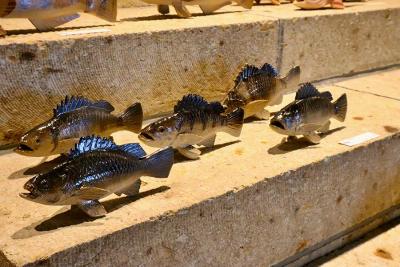 第6回 大島晴男 陶魚展（大島晴男） 作品 11