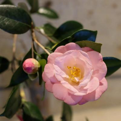 椿の器考 作品・展示 5