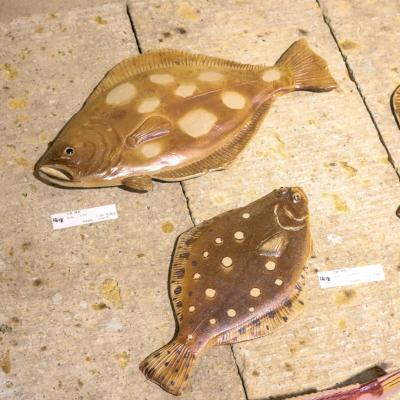 第7回 大島晴男 陶魚展（大島晴男） 作品 1