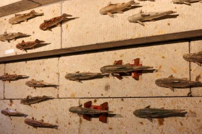 第8回 大島晴男 陶魚展（大島晴男） 作品 9