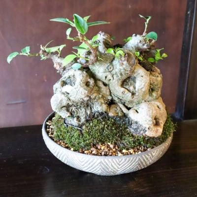 第6回 荻野善史展（荻野善史） 作品 7