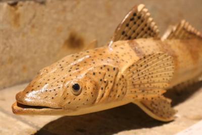 第5回 大島晴男 陶魚展（大島晴男） 作品 17