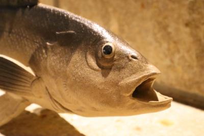 第5回 大島晴男 陶魚展（大島晴男） 作品 12