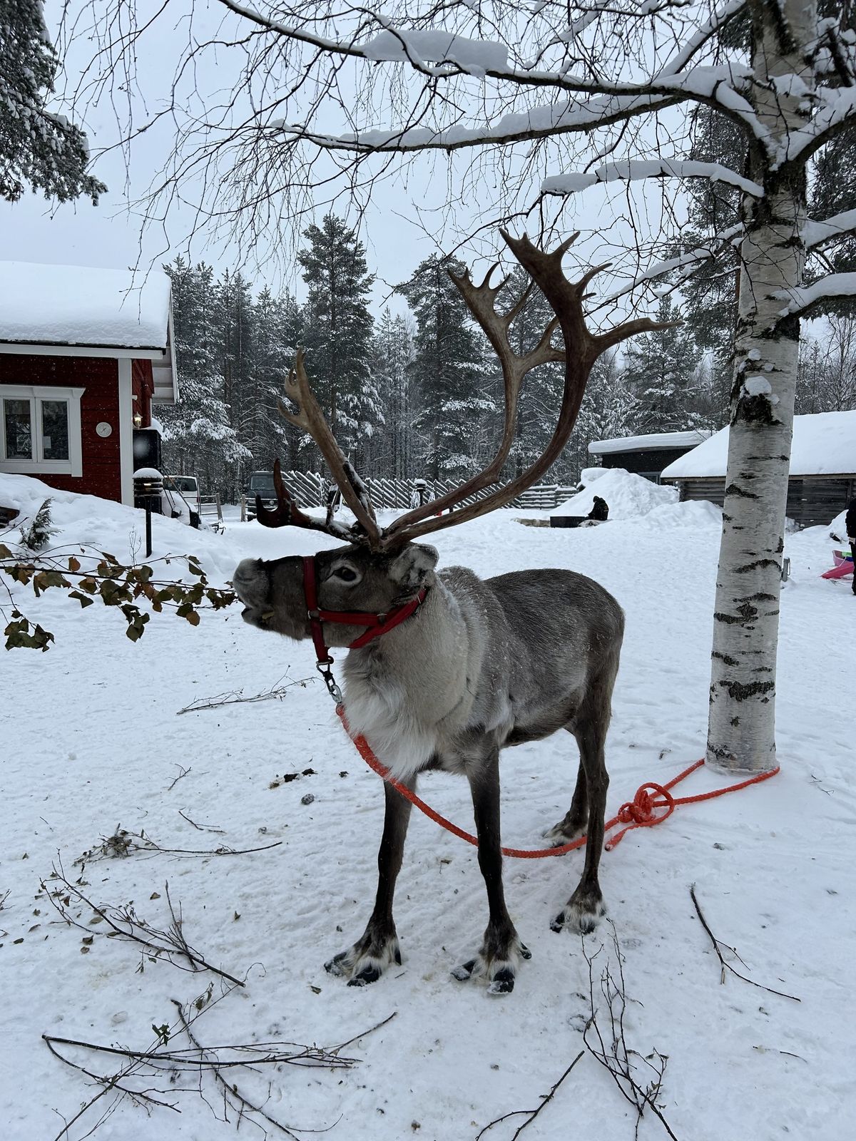 Lapland — 2