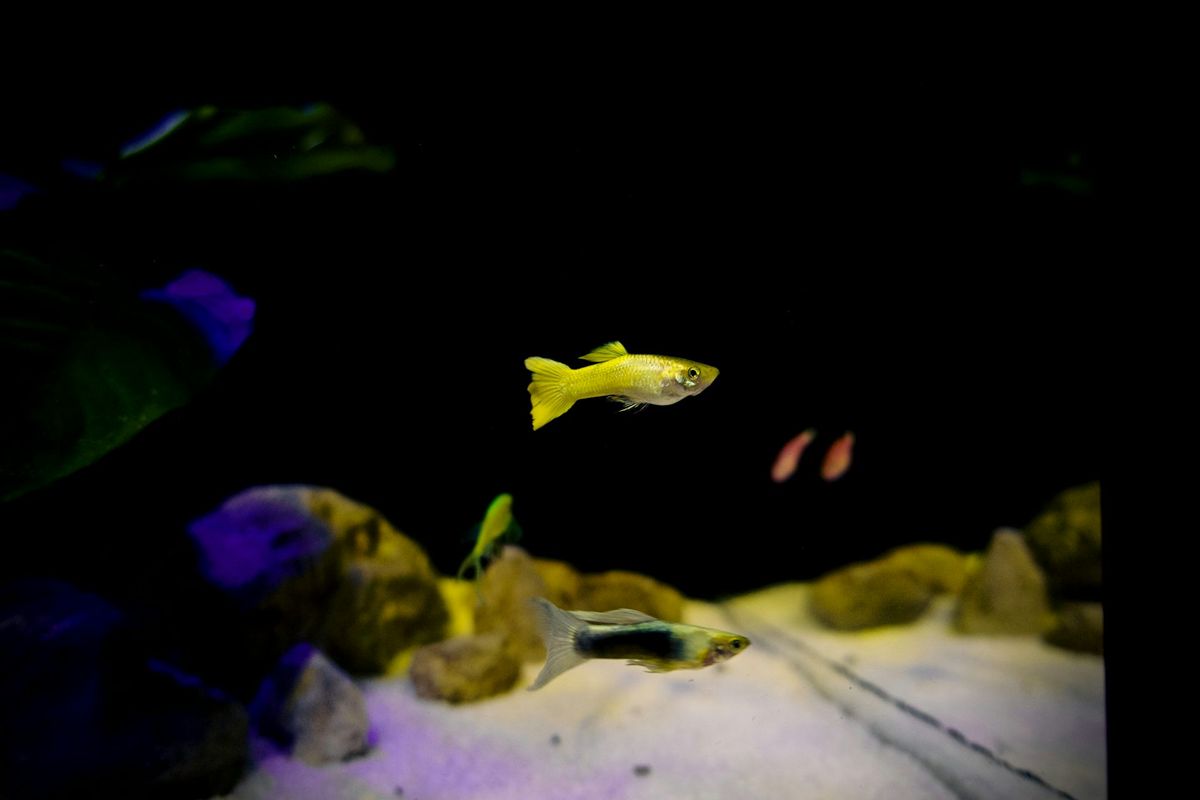Fish Loader Machine The Easiest Aquarium Fish for Beginners | AquaMind Blog