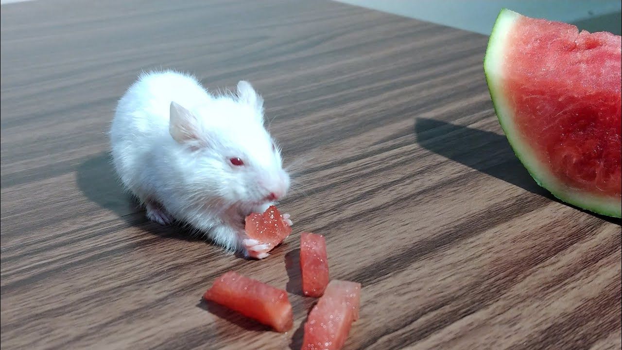 Can Hamsters Eat Watermelon?