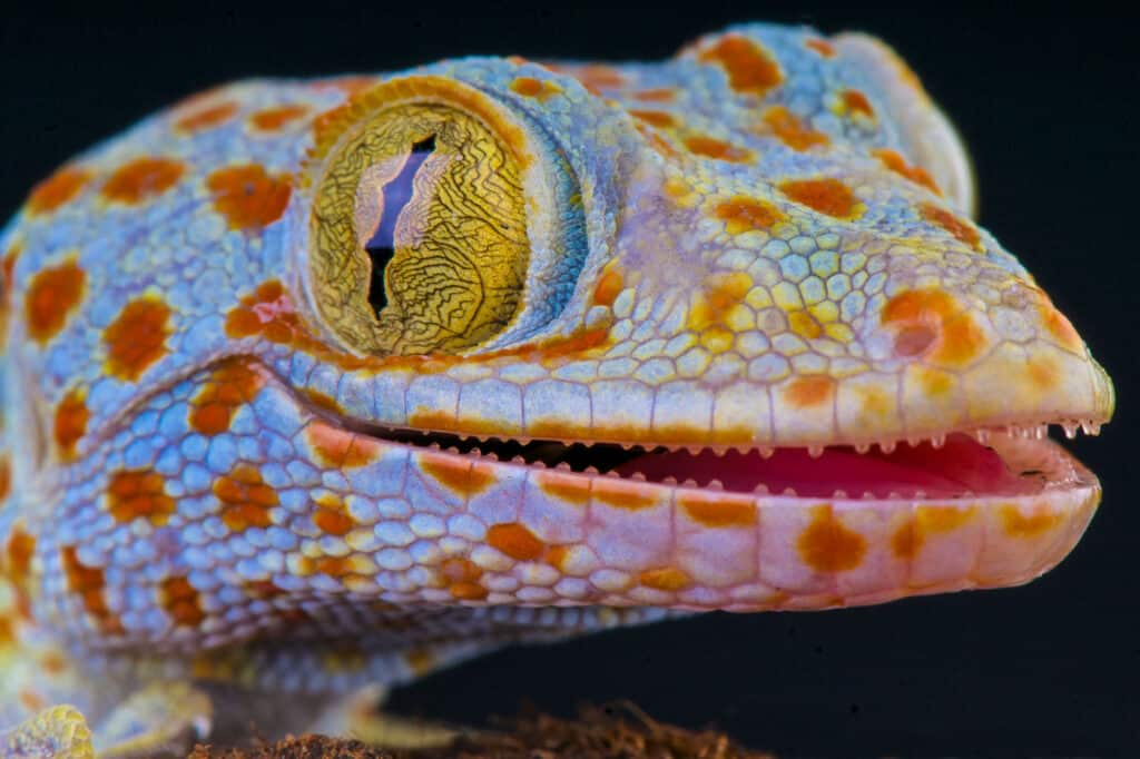 Leopard Gecko: Your Guide to Varieties and Care