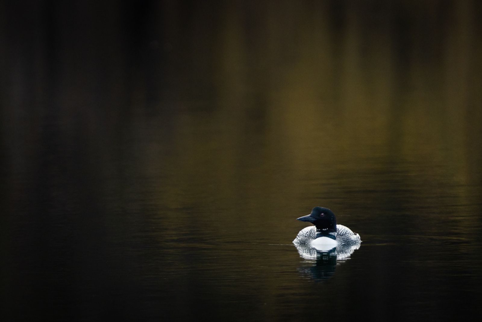 A common loon floating on a still lake in front of a subtle reflection of yellow leaves
