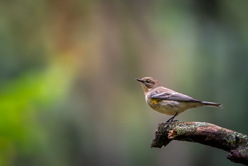 A yellow-rumped warbler perched on a broken branch with swirly bokeh behind it